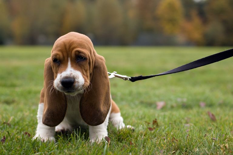 Basset Hound Beagle Mix Puppies For Sale In Michigan