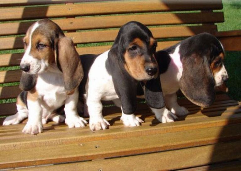 Basset Hound Puppies For Sale California