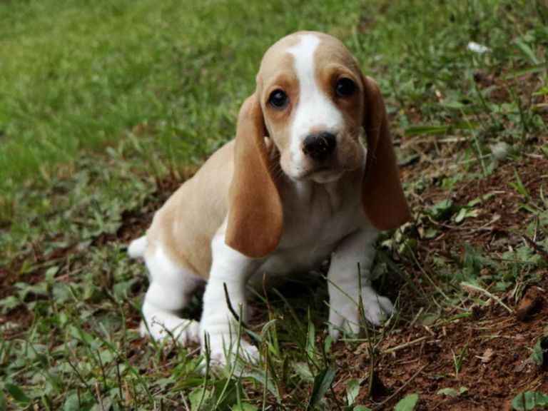 Basset Hound Puppies For Sale Craigslist Mn | Top Dog ...