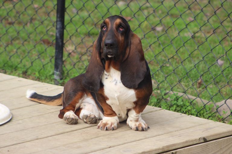 Basset Hound Puppies For Sale In Huntington Wv | Top Dog ...