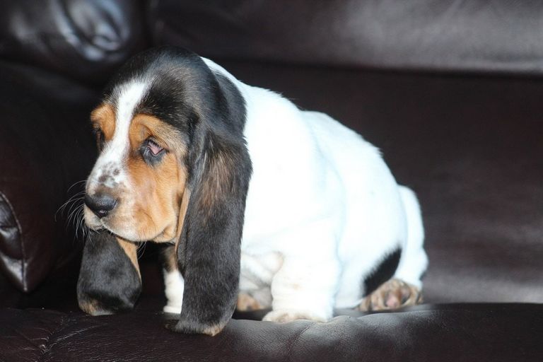 Basset Hound Puppies For Sale In South Carolina