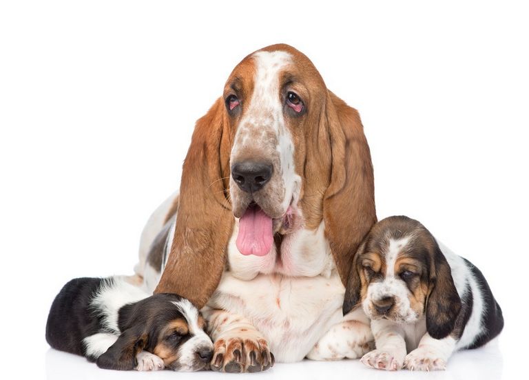 Basset Hound Puppies For Sale In Va