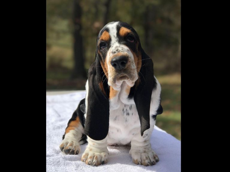 Basset Hound Puppies For Sale Missouri