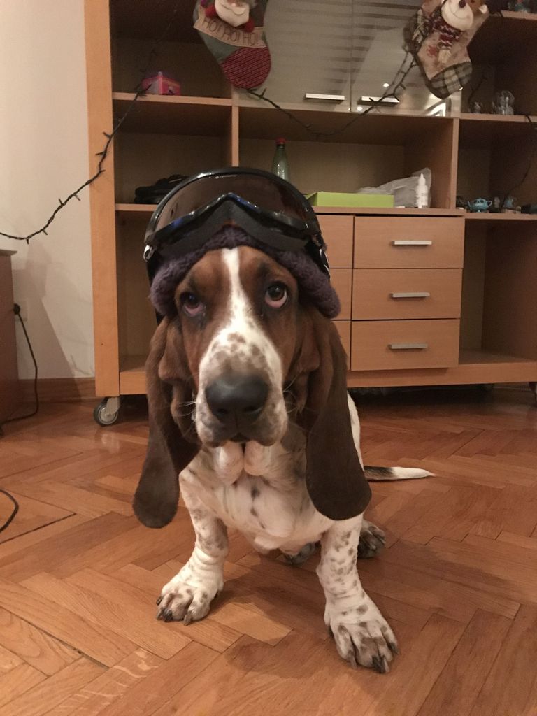 Basset Hound Puppies Ready For Christmas