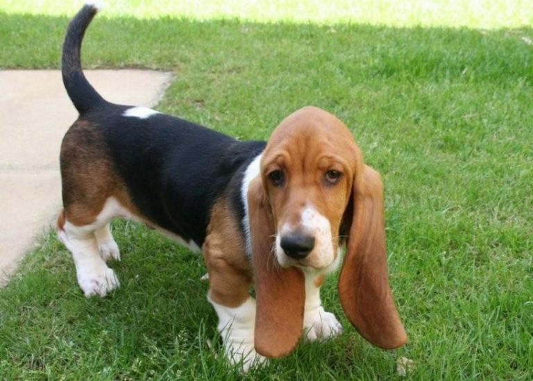 Basset Hound Puppies Stillwater Ok | Top Dog Information