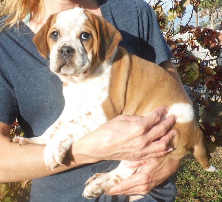 Beabull Puppies For Sale In Ga