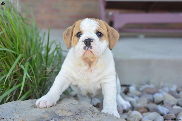 Beabull Puppies For Sale In Kentucky