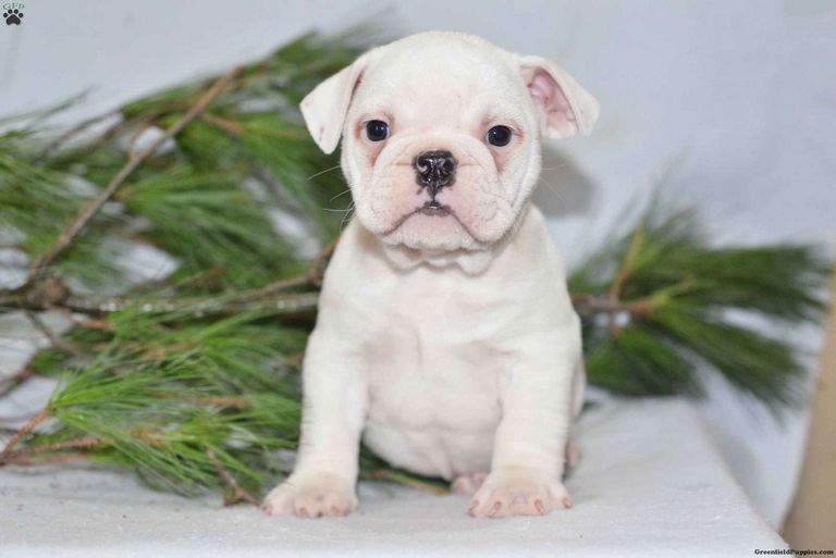 Beabull Puppies For Sale In Tennessee