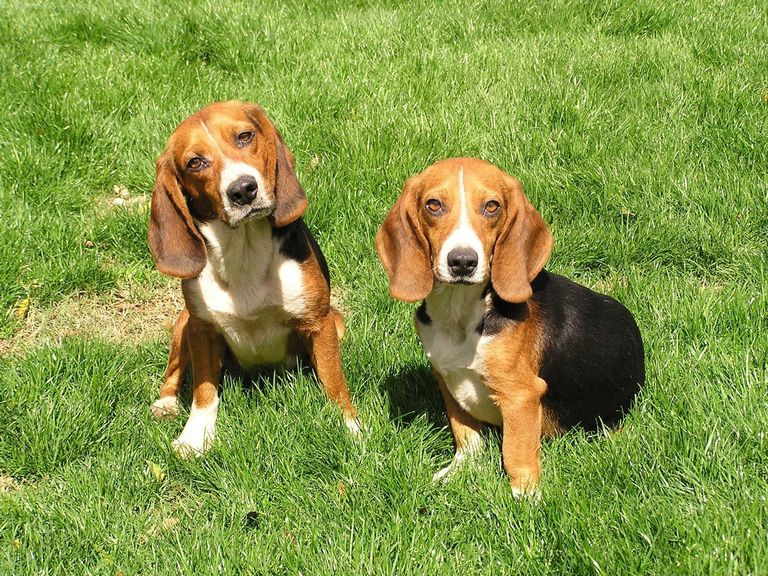 Beagle And Hound Rescue
