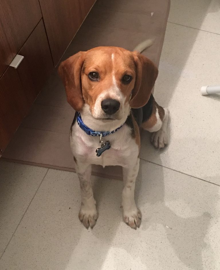 Beagle First Time Dog Owner