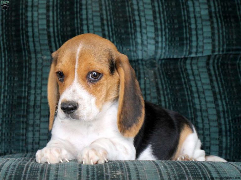 Beagle Puppies For Sale In Delaware