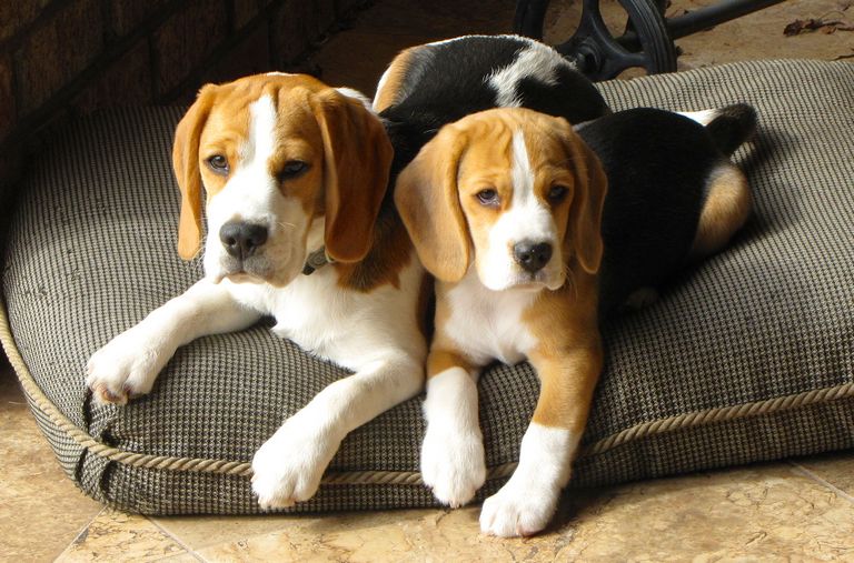 Beagle Puppies For Sale In Ga