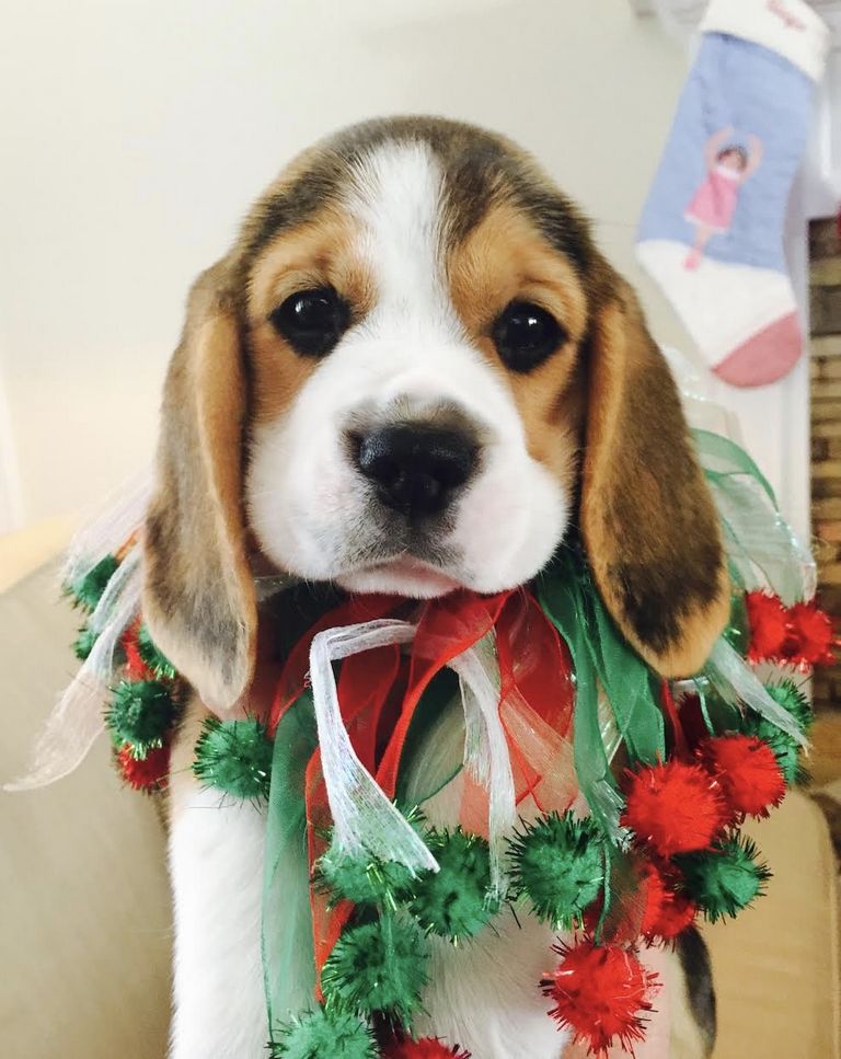 Beagle Puppies For Sale Valdosta Ga