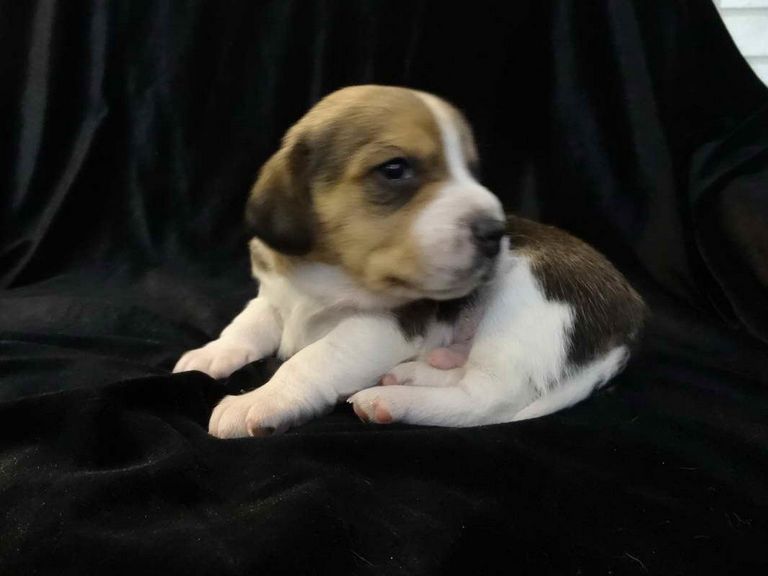 Beagle Puppies Tulsa