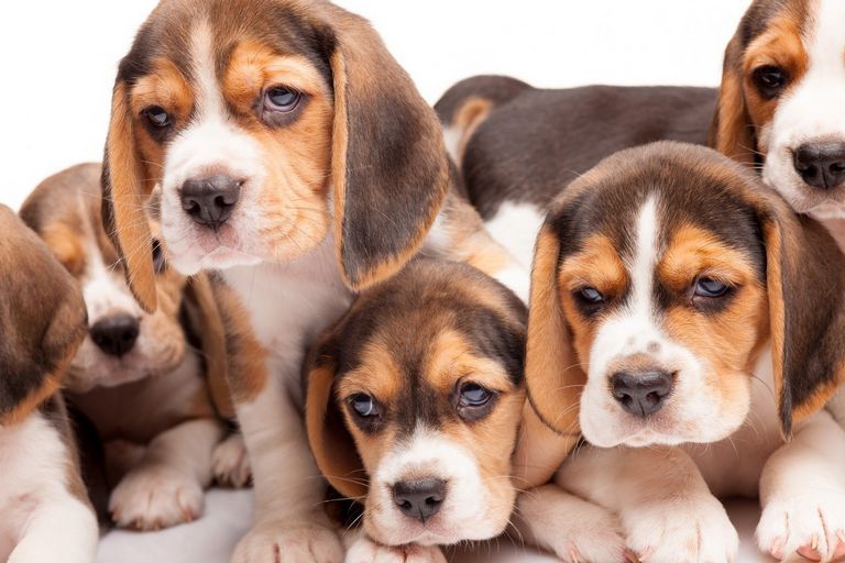 Beagles For Sale In Southern Arizona