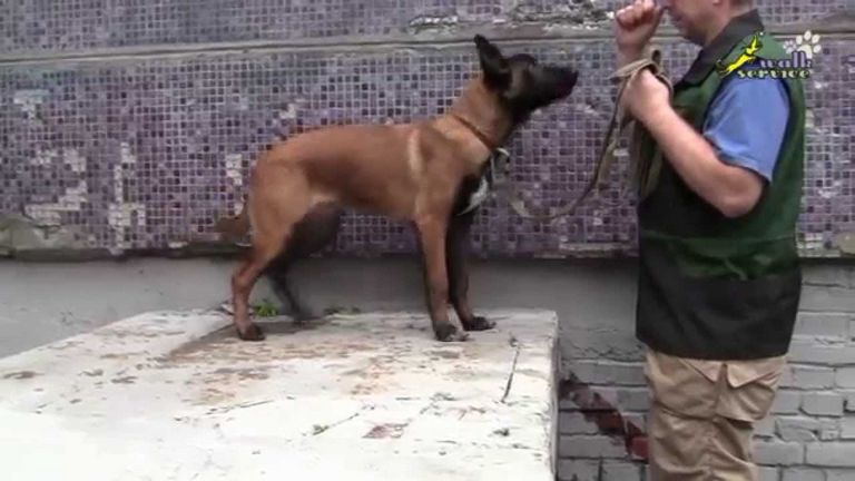 Belgian Dog Training Commands