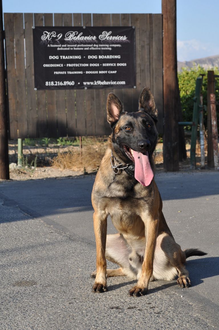 Belgian Malinois Rescue California | Top Dog Information