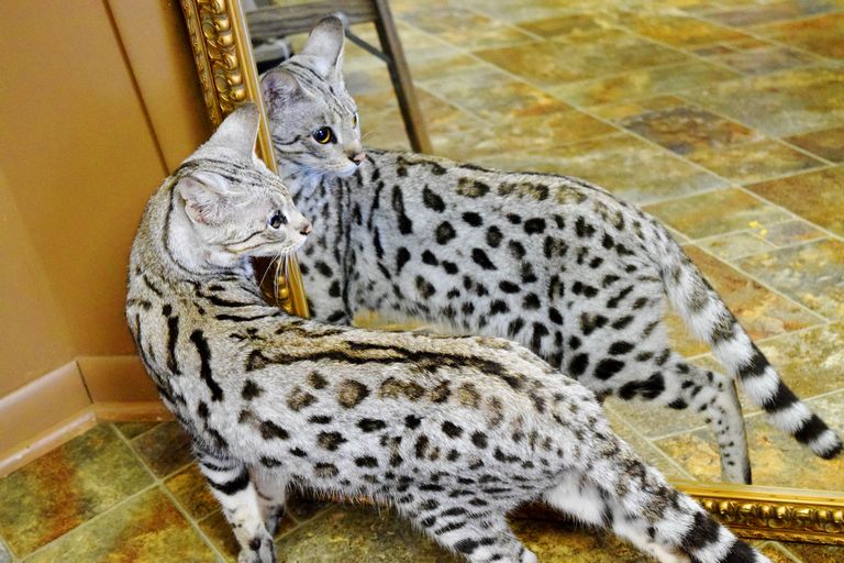 Bengal Cat For Sale