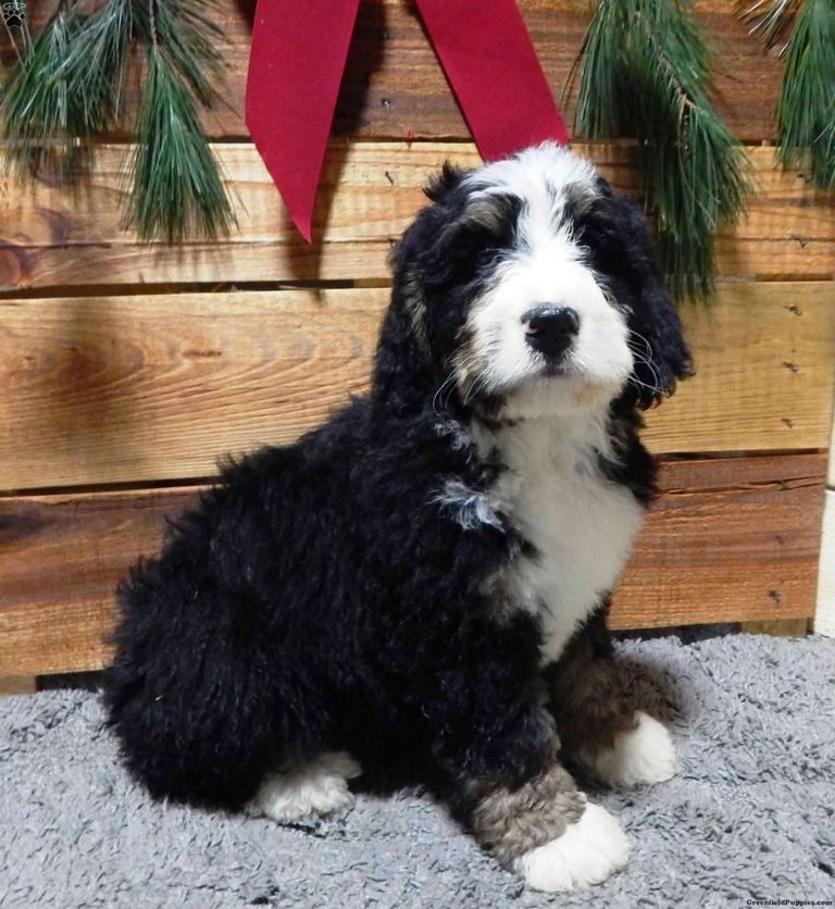 Bernedoodle Puppies For Sale In Ohio | Top Dog Information