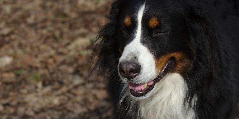 Bernese Mountain Dog For Sale Craigslist | Top Dog Information