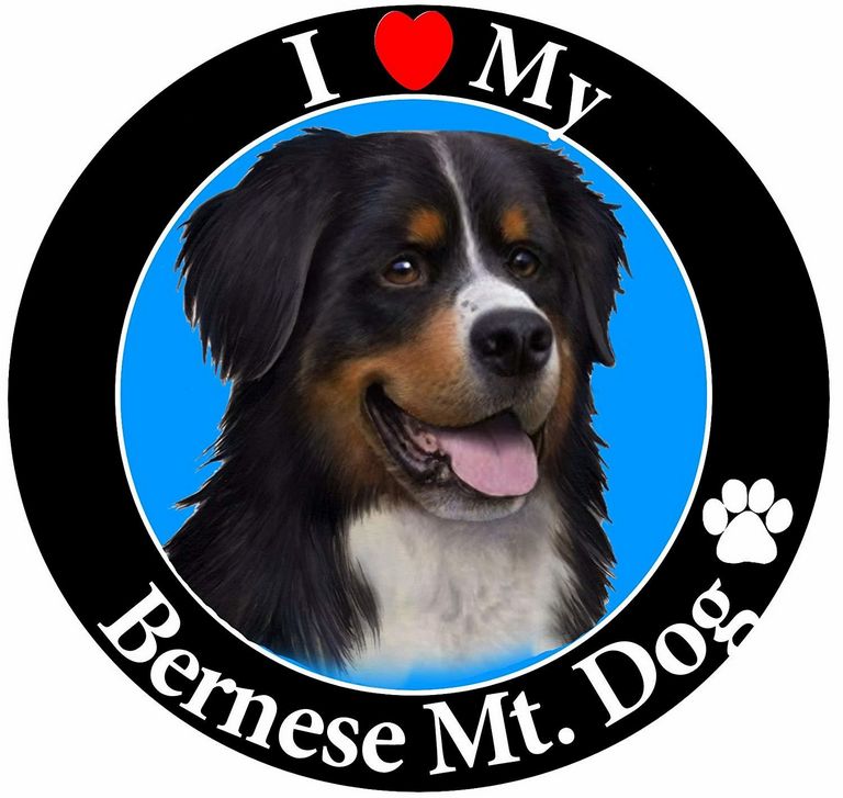 Bernese Mountain Dog Novelties