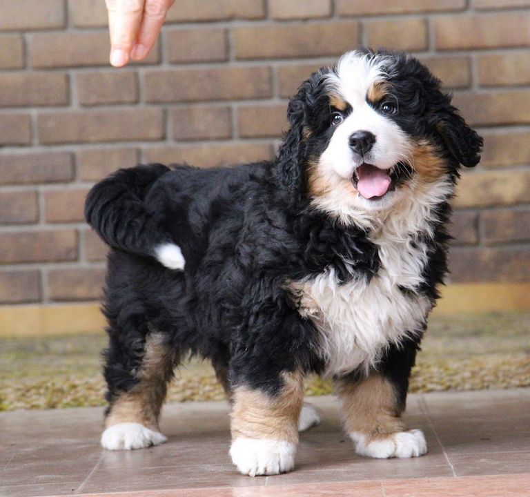 Bernese Mountain Dog Puppies For Sale In Nc