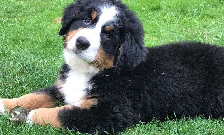 Bernese Mountain Dog Puppies For Sale Near Me Top Dog