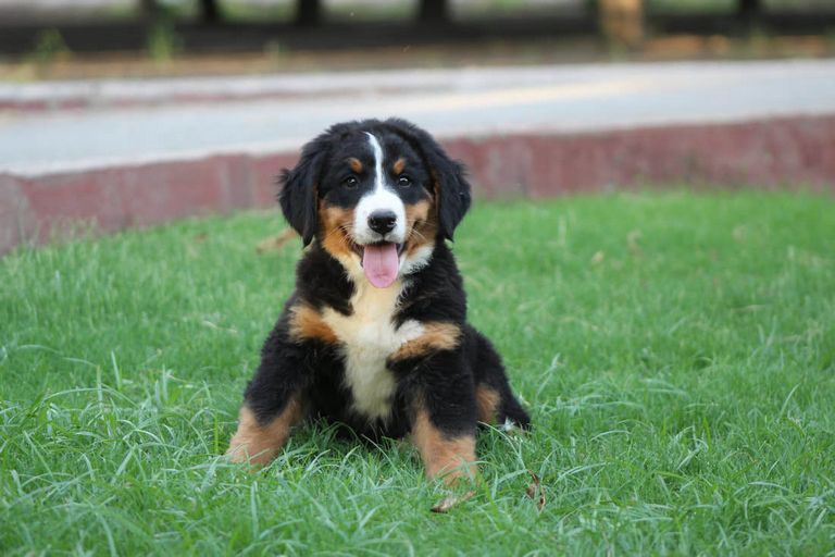 Bernese Mountain Dog Puppies New Mexico