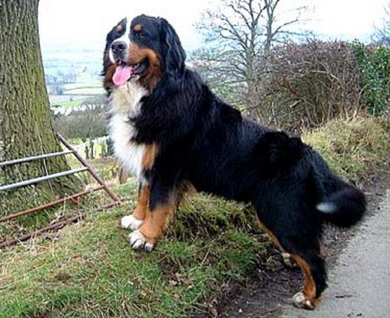 Bernese Mountain Dog Size
