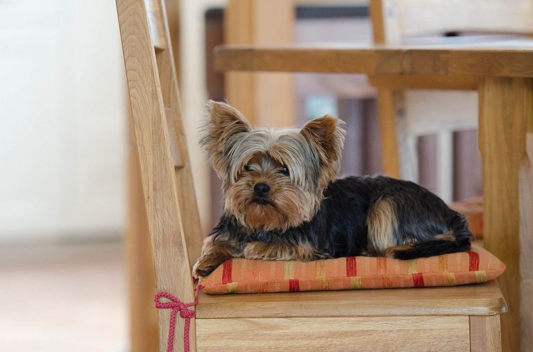 Best Dog Food For Yorkies 2018