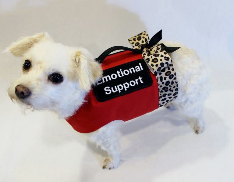 Best Emotional Support Animals For Anxiety