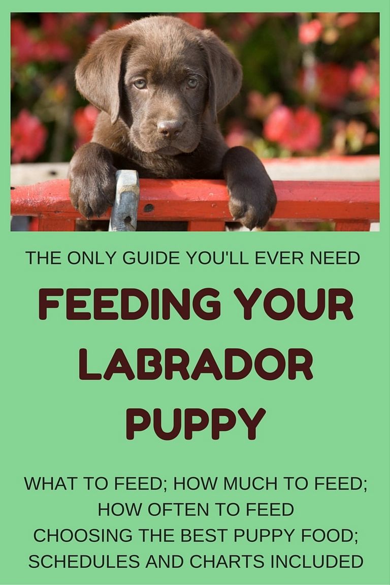 Best Puppy Food For Labs