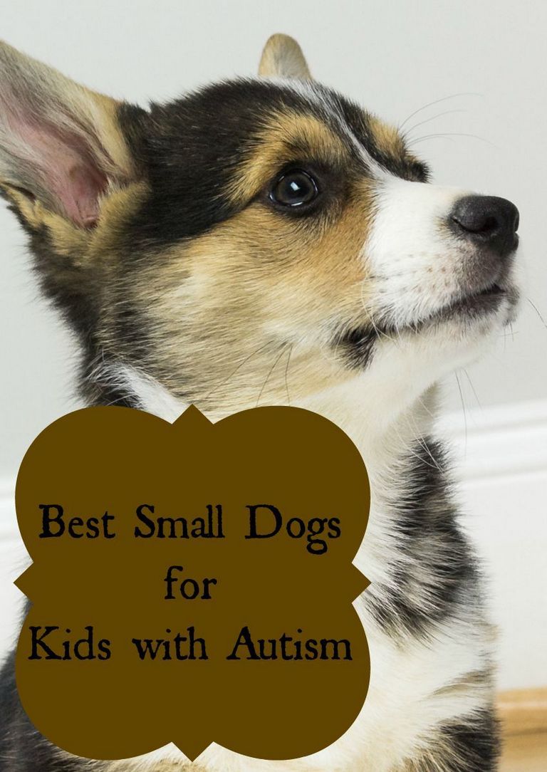 Best Service Dog Breeds For Autism