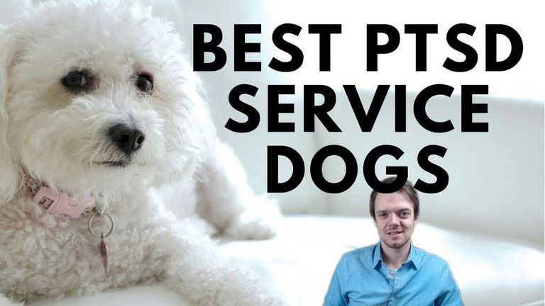 Best Service Dog Breeds For Ptsd And Anxiety