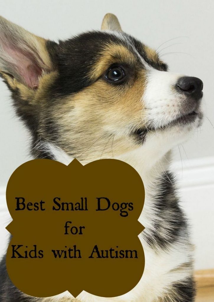 Best Therapy Dog Breeds For Autism