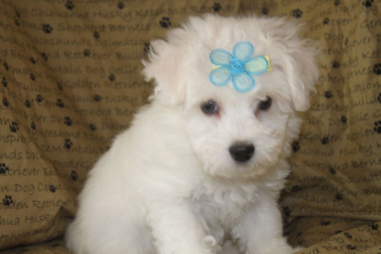 Bichon Frise Puppies For Sale In Pa Top Dog Information