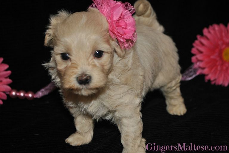 Bichon Frise Puppies For Sale Raleigh Nc