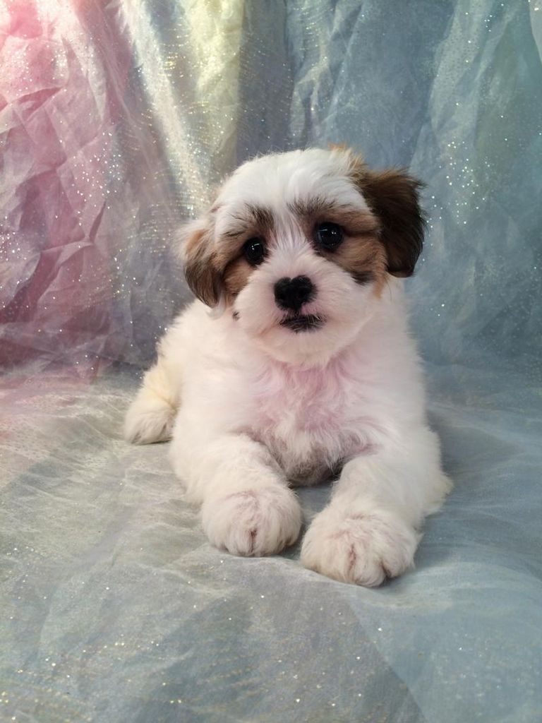 Bichon Mix Puppies For Sale In Pa