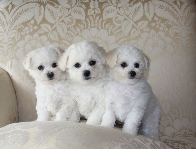 Bichon Puppies Tennessee