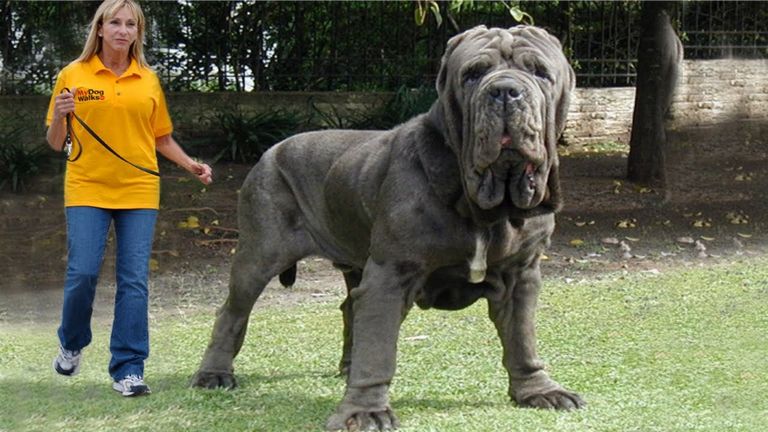 Biggest Dog In The World
