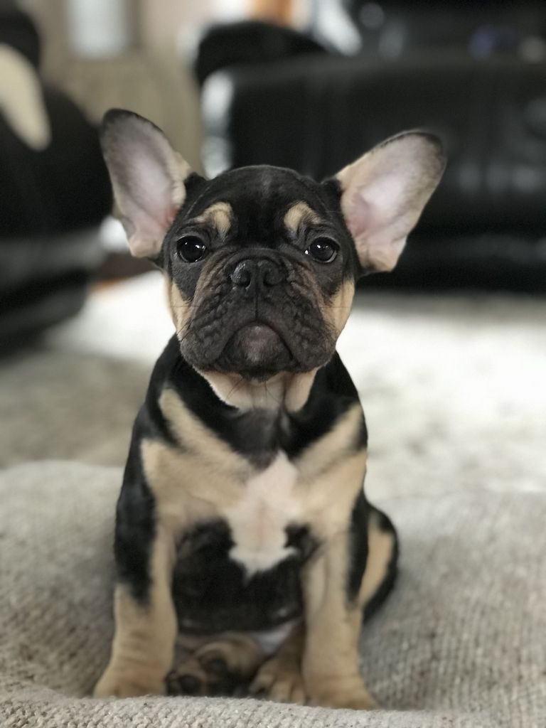 Black And Tan French Bulldog For Sale