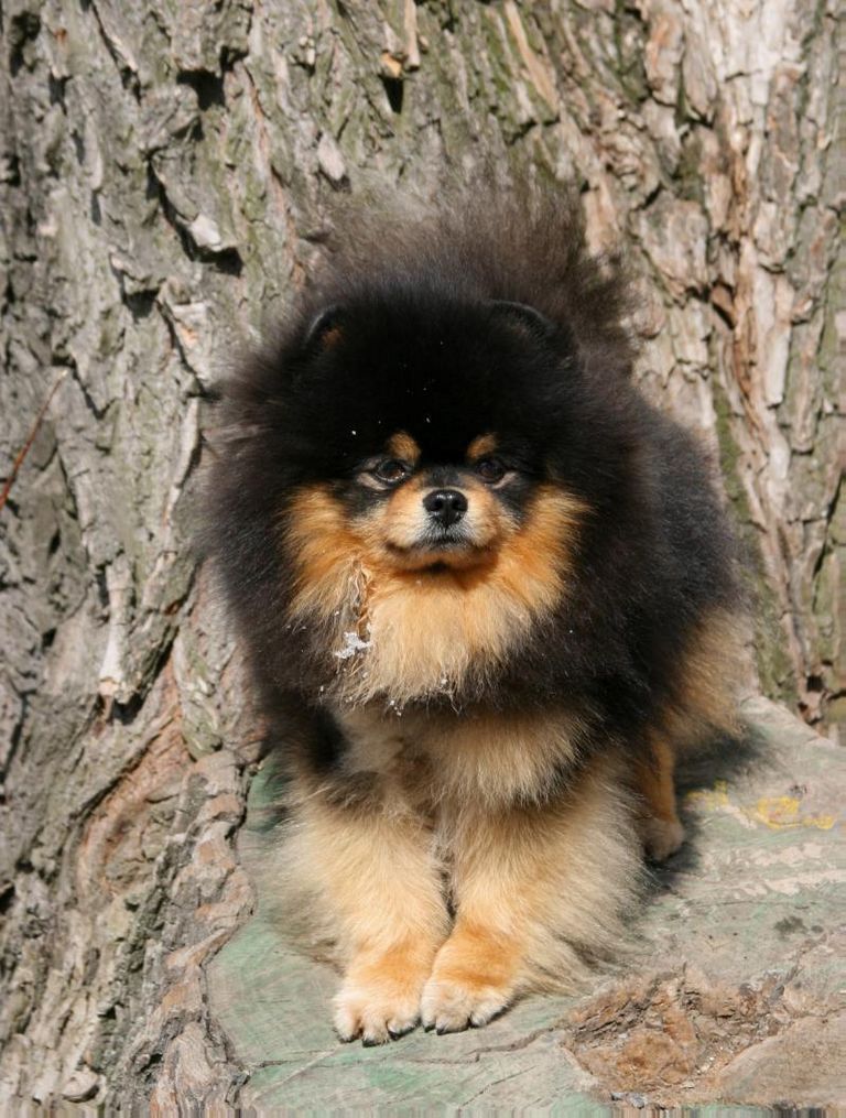 Black And Tan Pomeranian For Sale