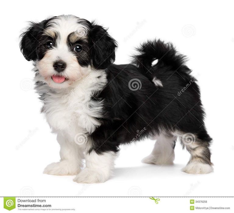 Black And White Havanese Puppy