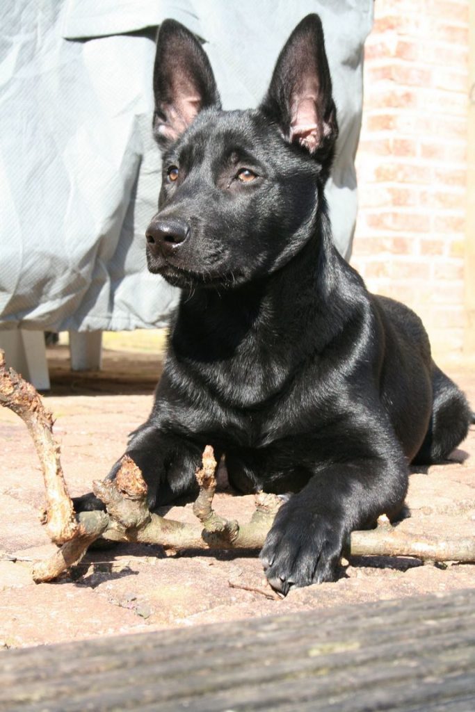 Black Belgian Malinois Puppies For Sale