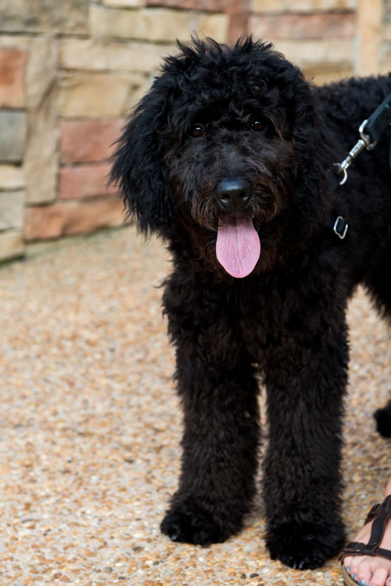 Black Goldendoodle Haircuts