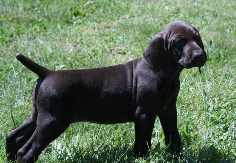 Black Pointer Puppies For Sale