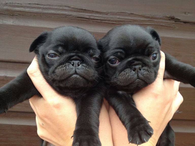 Black Pug Puppies For Sale