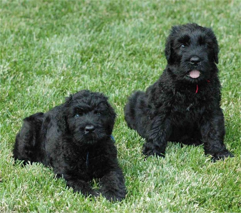 Black Russian Terrier Poodle Mix For Sale