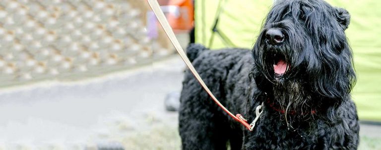 Black Russian Terrier Price In India