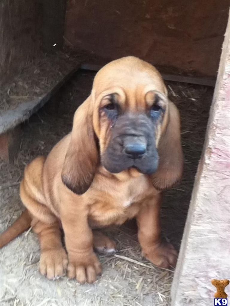 Bloodhound Puppies For Sale In Florida